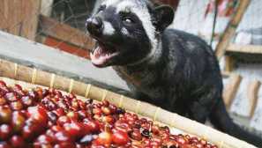 Musang, nebo malay palm colette